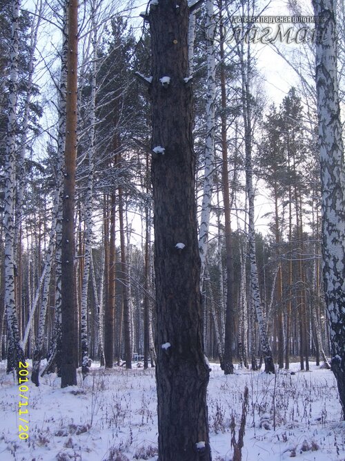 SSA42039_r
